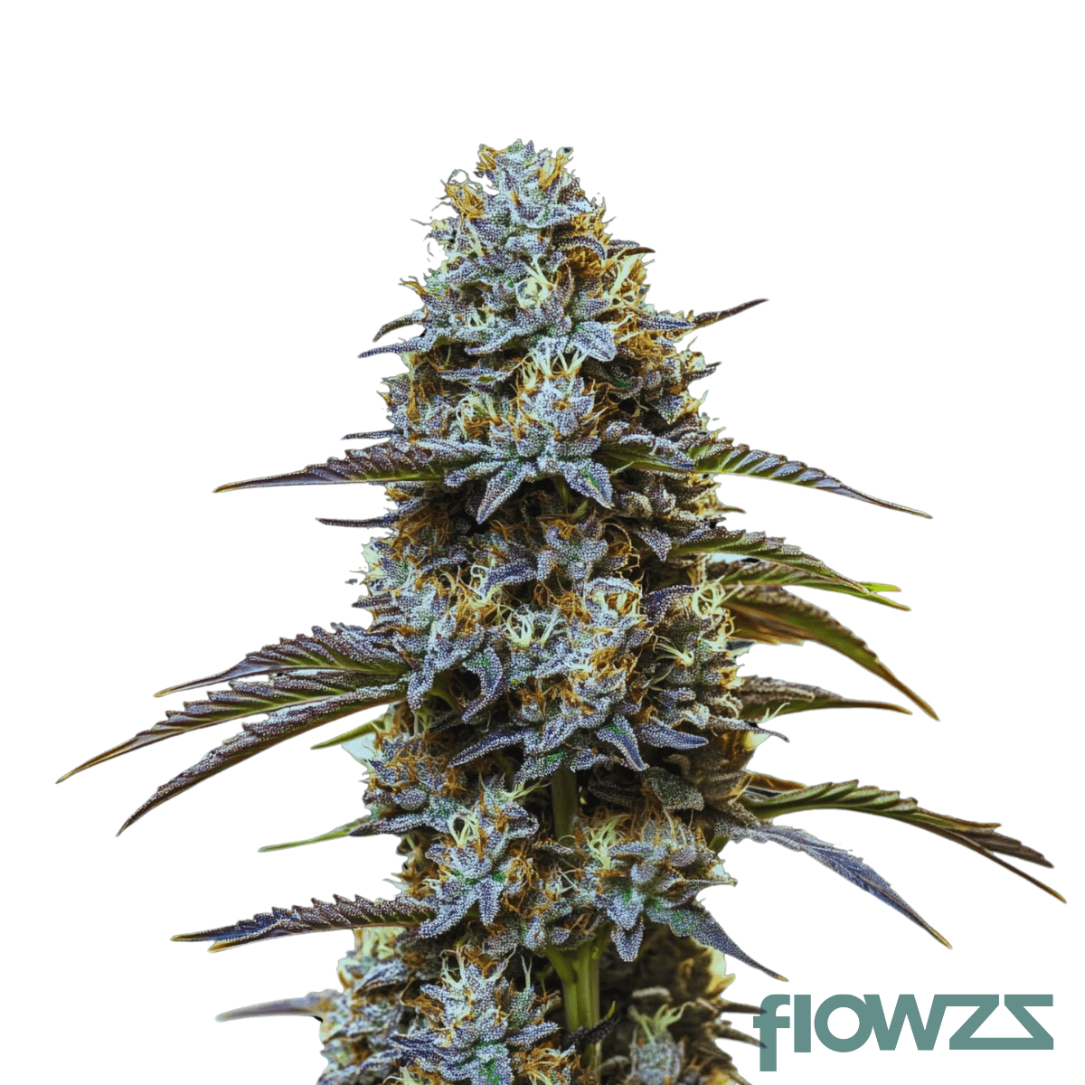 Kakariki-Koha-strain