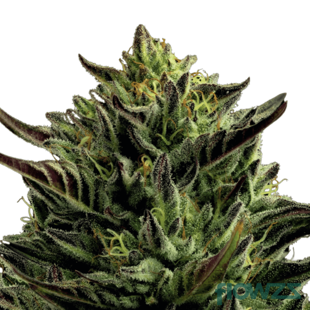 monaco-octane-strain