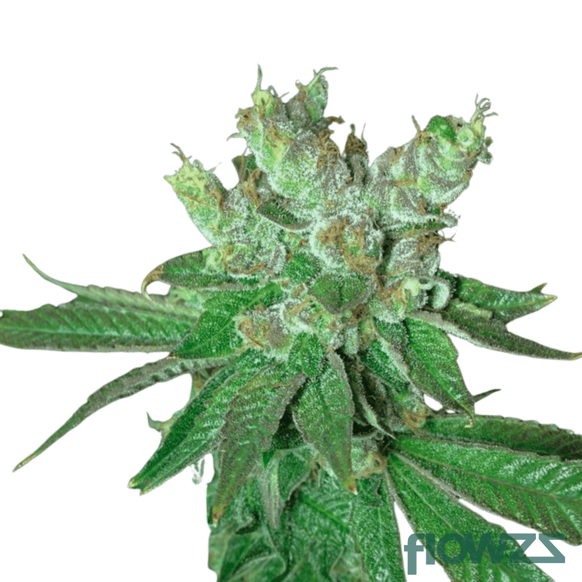 kush-cookies-cannabis