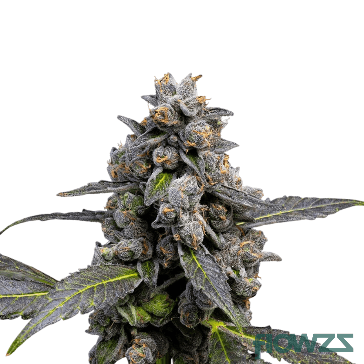 cape-cookies-cannabis-strain