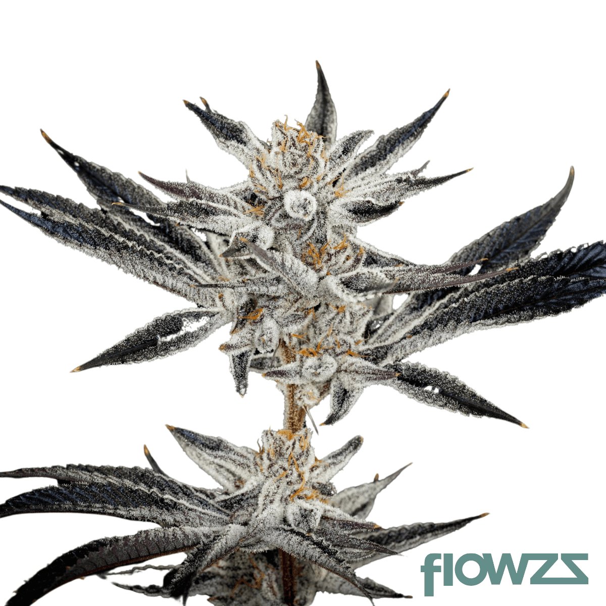 cakes-n-creams-cannabis-strain