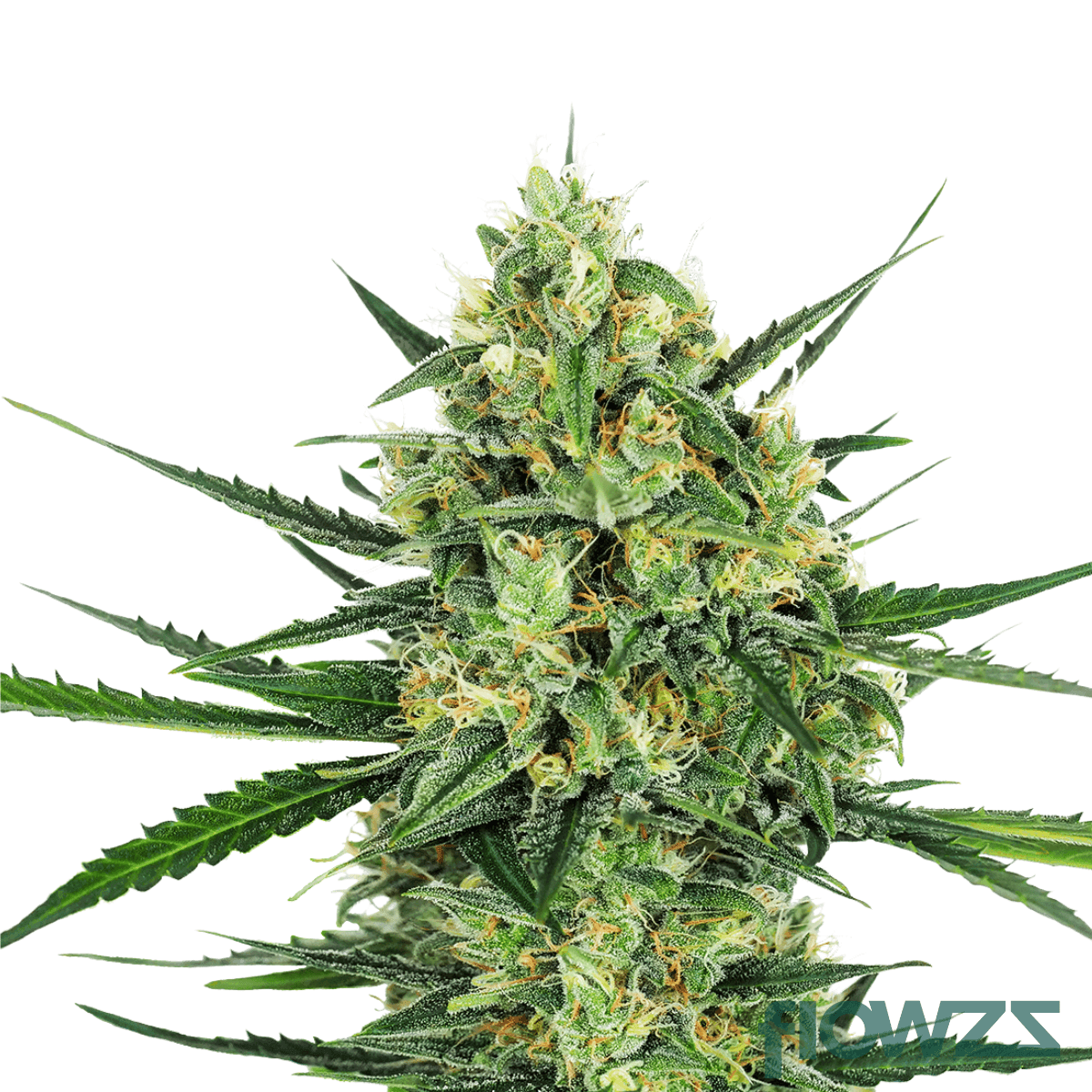 tangrini-cannabis-strain