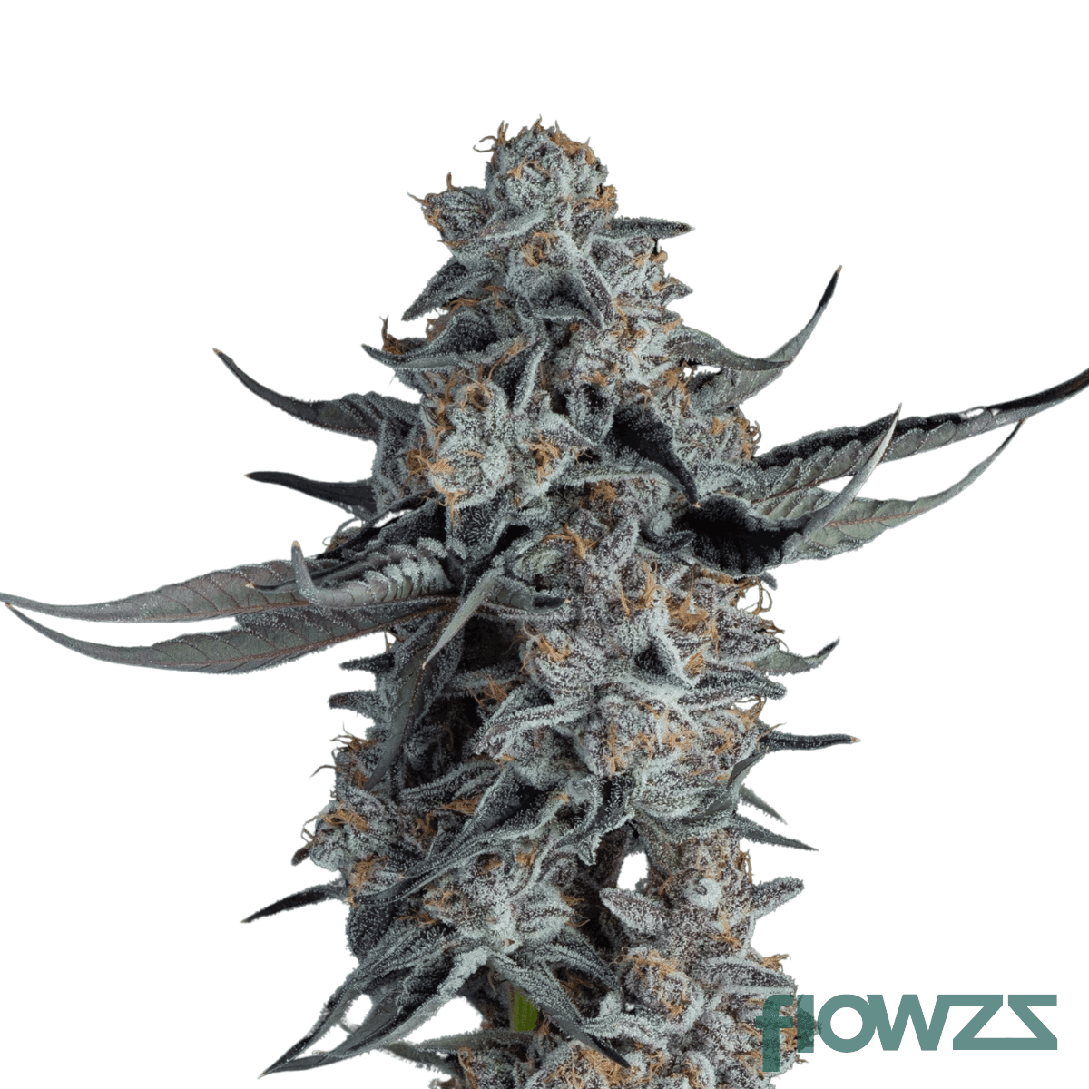 black-amber-cannabis-strain