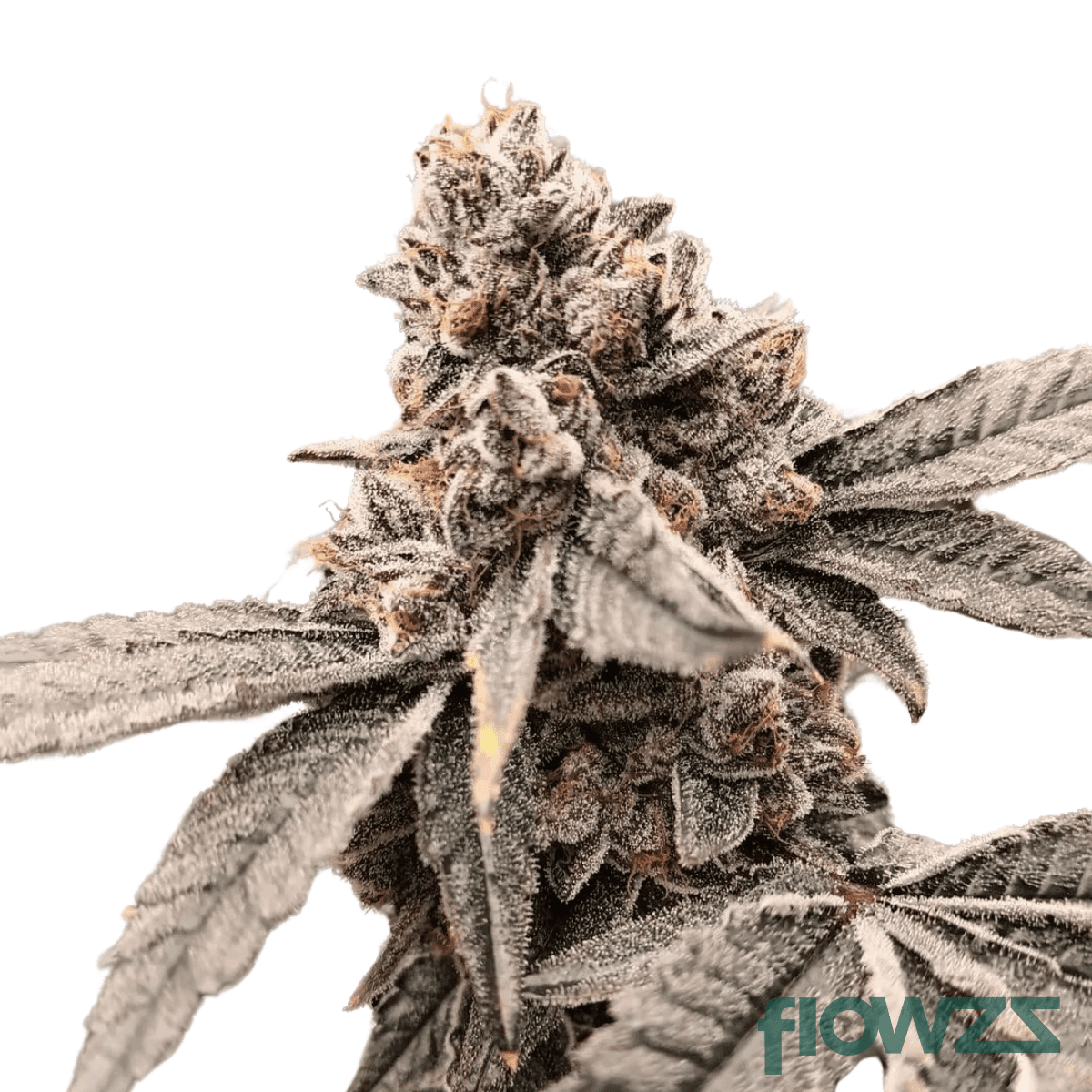 bomb-popz-cannabis-strain