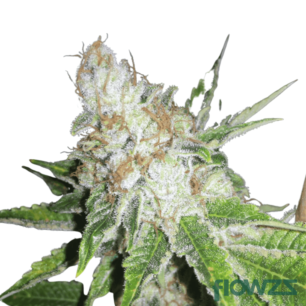 ultra-sour-sativa-cannabis-strain