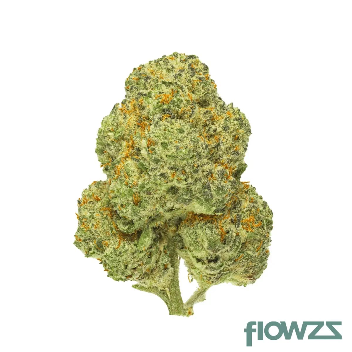 pedanios-28-1-cmk-ca-chemango-kush