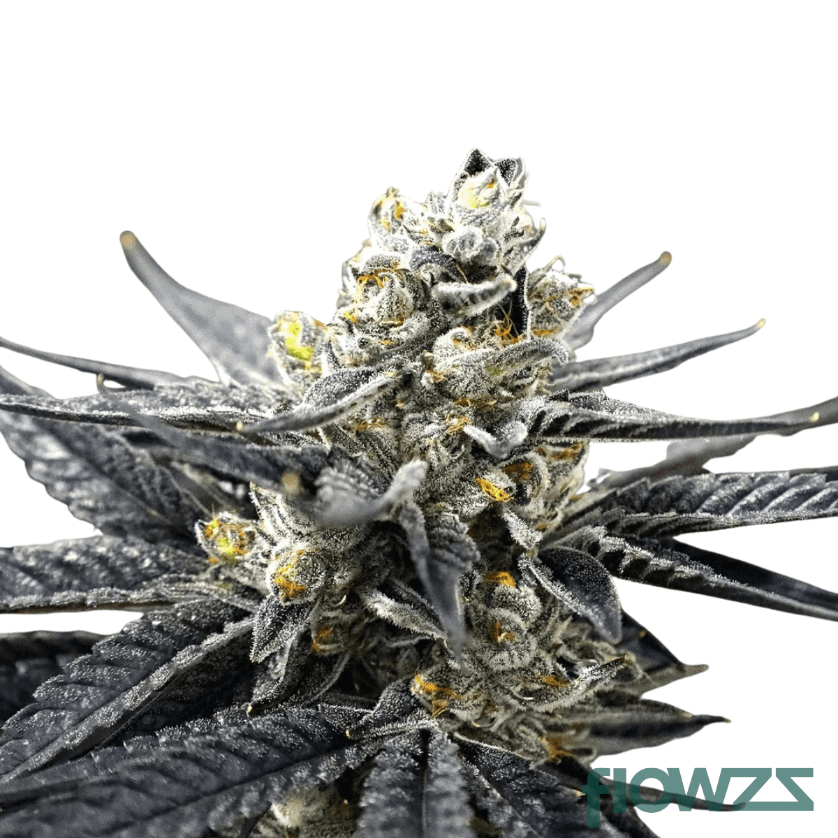 Neutronium-cannabis-strain