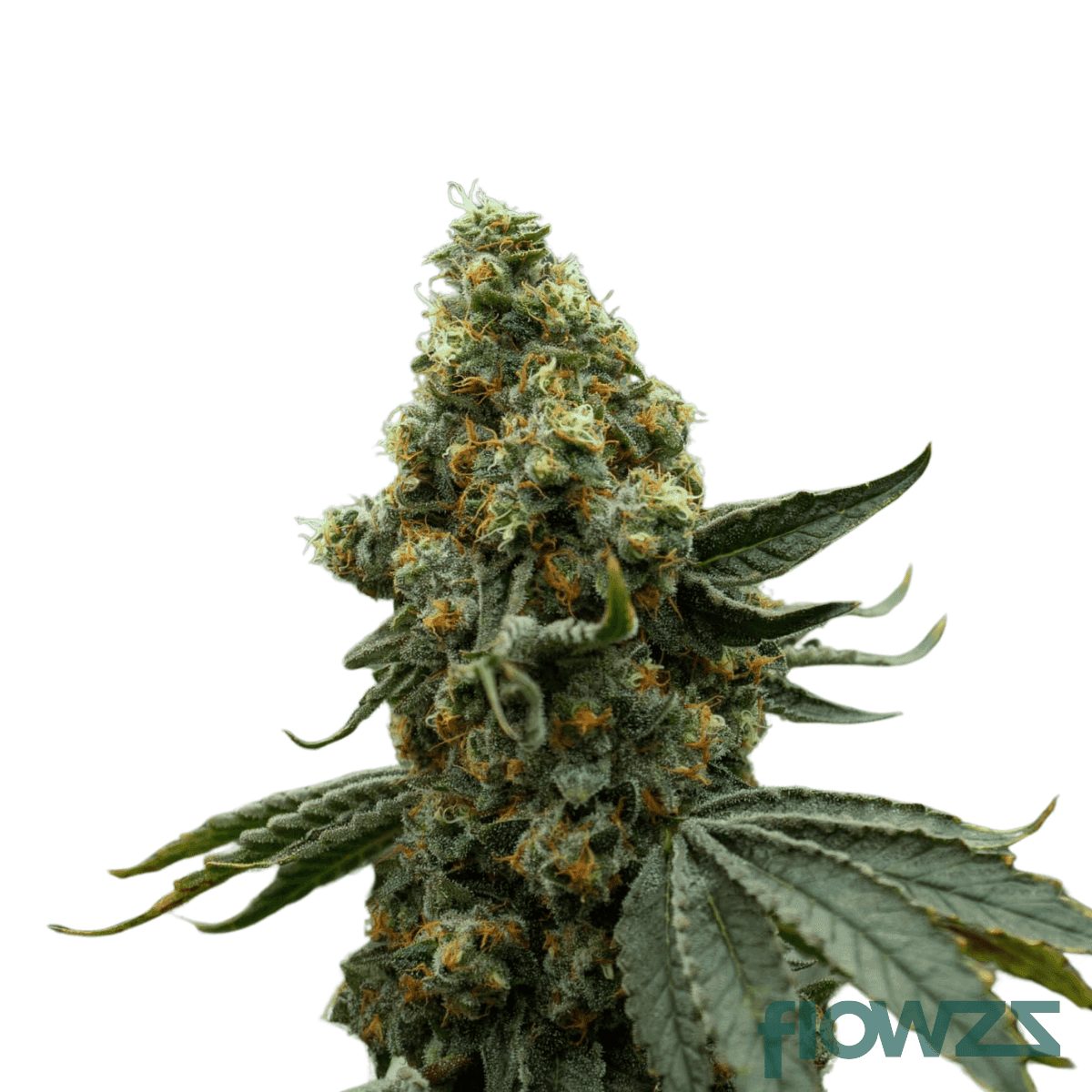 Waffle-Truffle-cannabis-strain