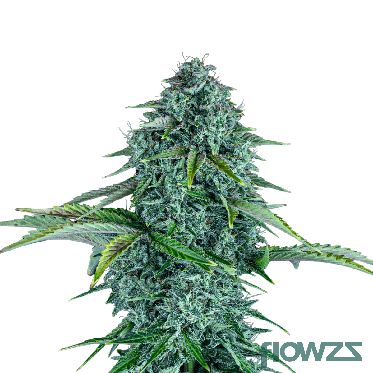 nightingale-cannabis-strain