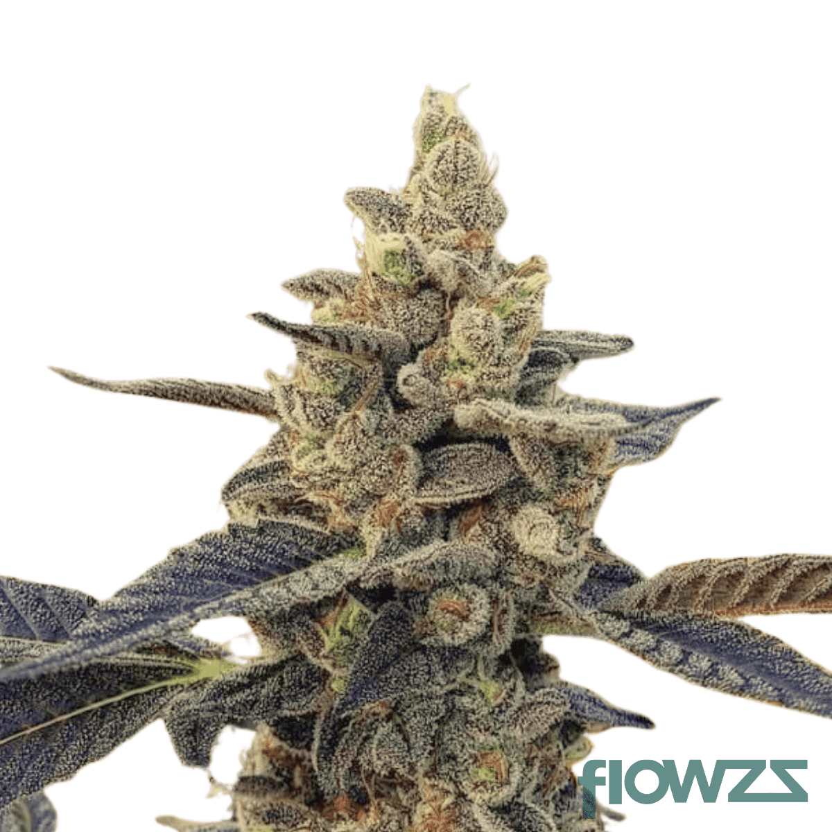 girl-scout-cookies-x-chemdawg-no-4