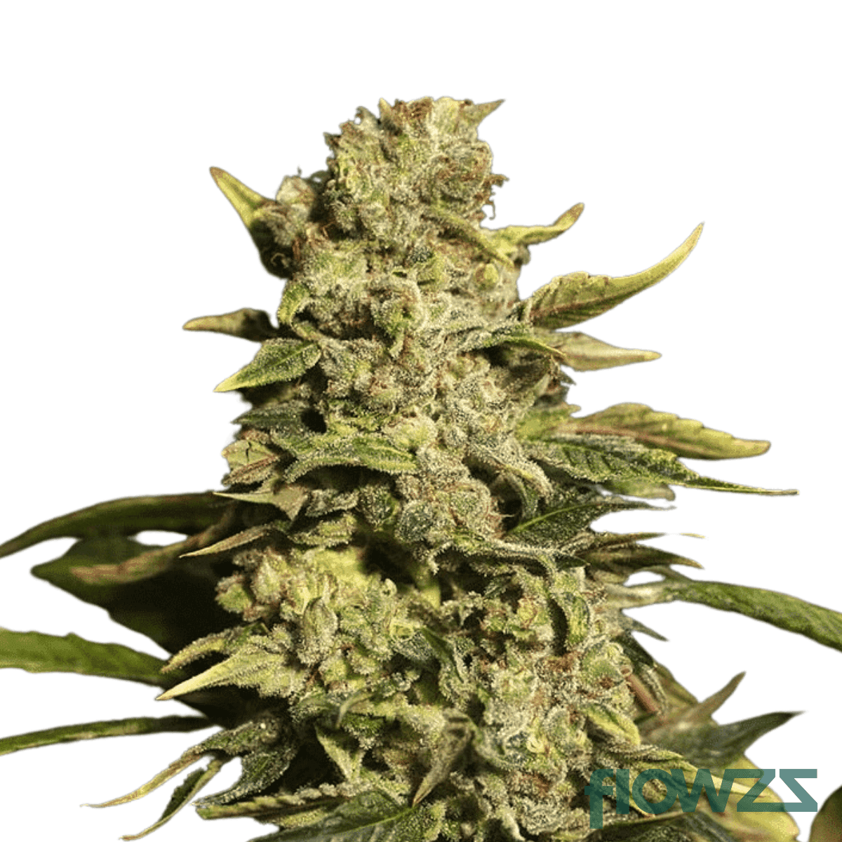 gelat-skyfloater-strain