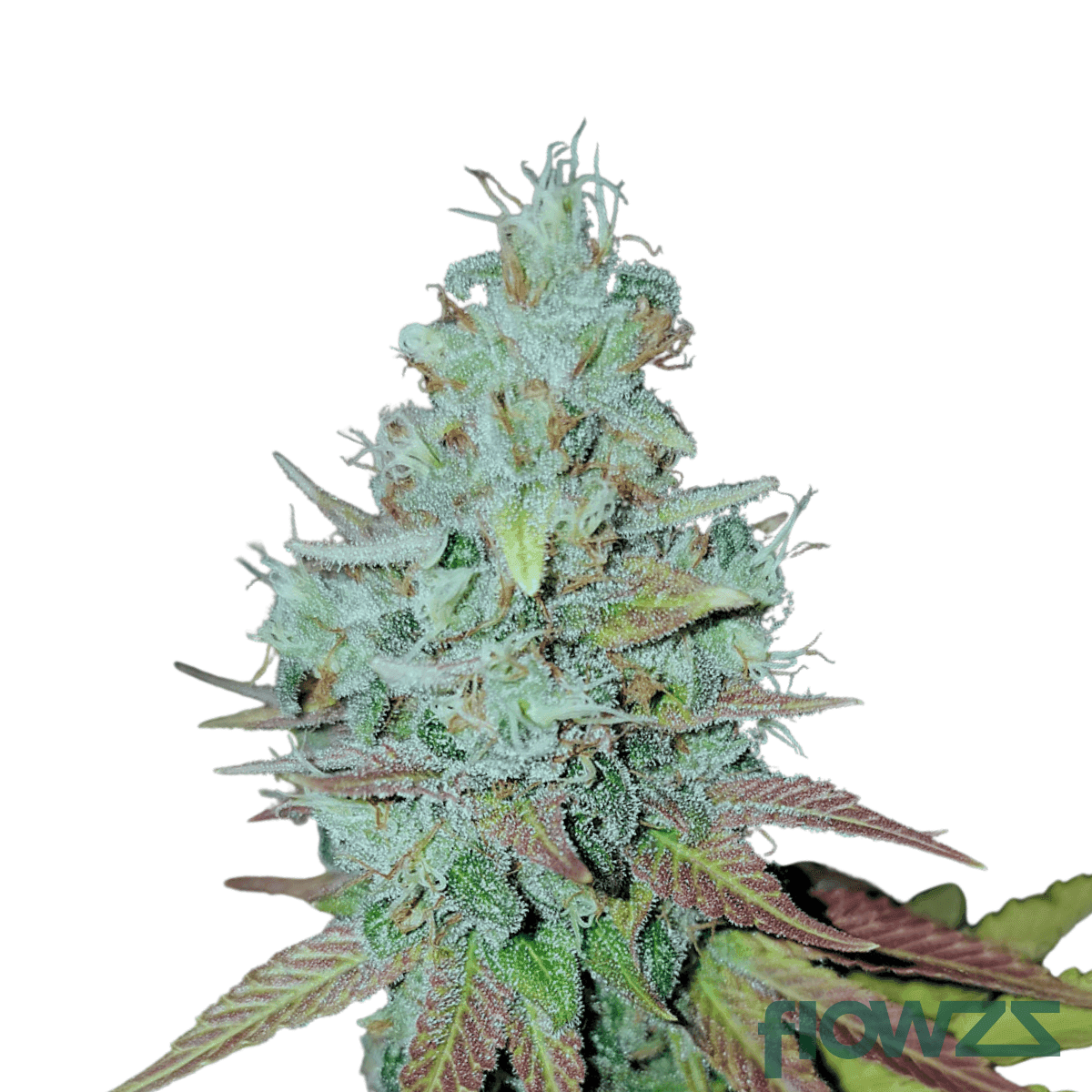 rainbow-jungle-cannabis-strain