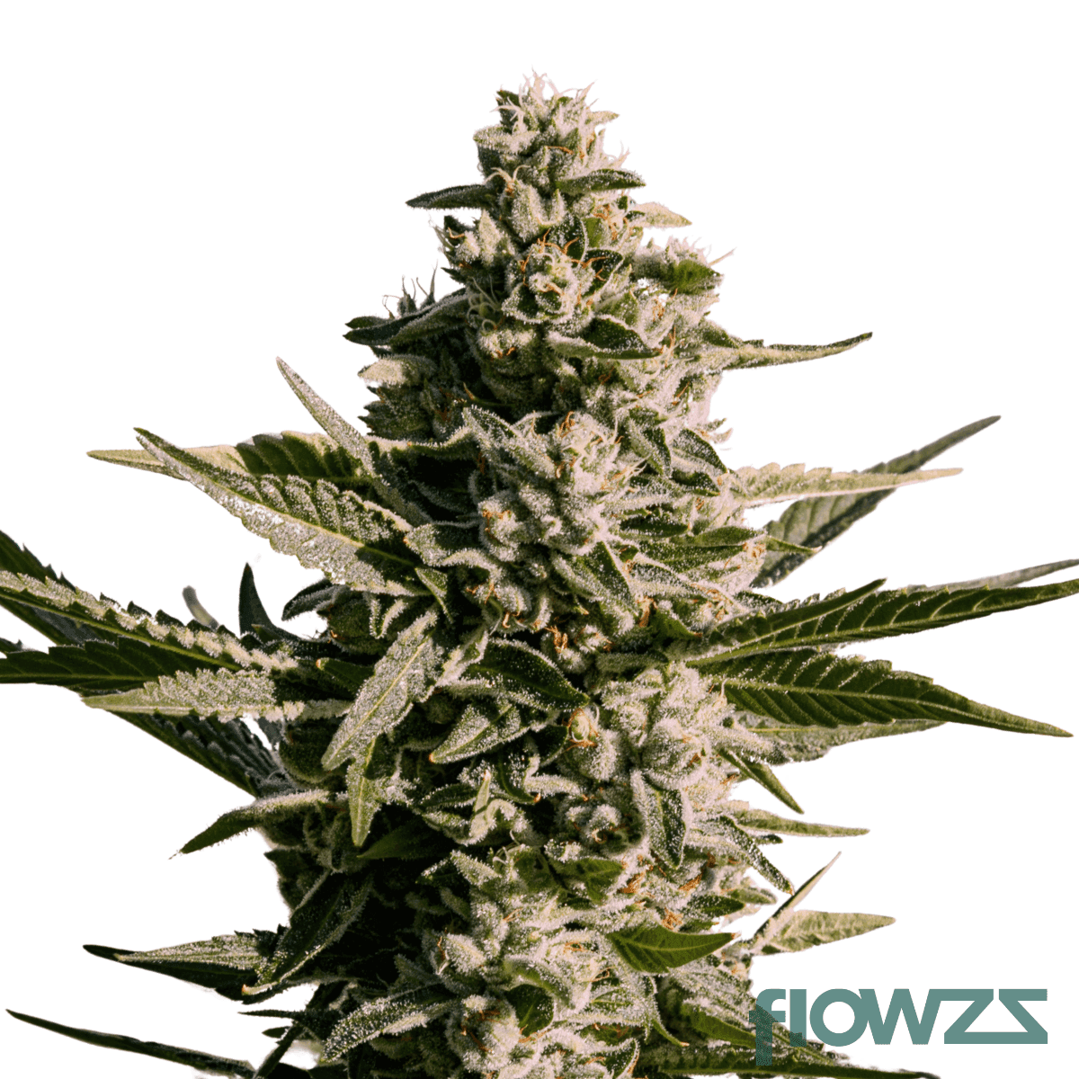 jet-fuel-gelato-white-mac