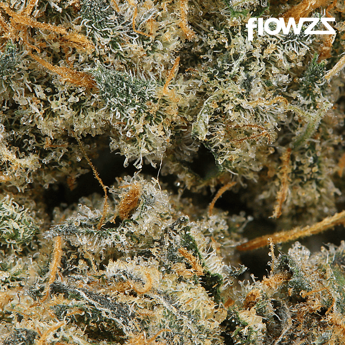 phyto-hemp-phcc-20-1-cherry-cookies-g5