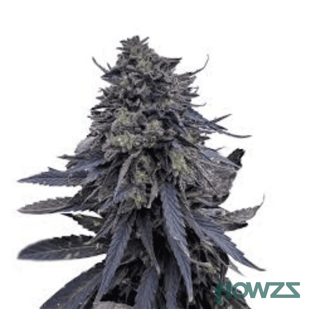 royal-og-cannabis-strain