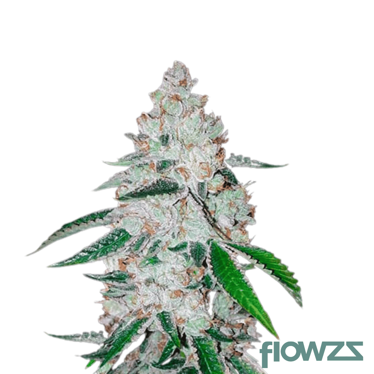 wes-coast-kush-cannabis-strain