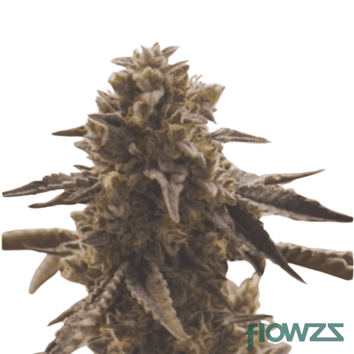 basotho-even-cannabis-strain