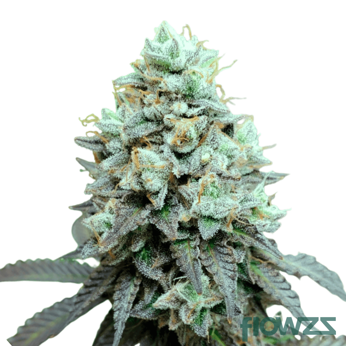 snow-leopard-cannabis-strain