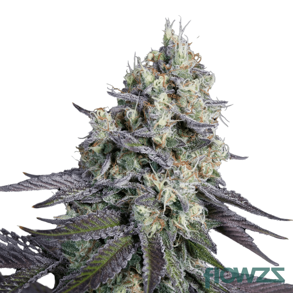 punchple-mintz-cannabis-strain