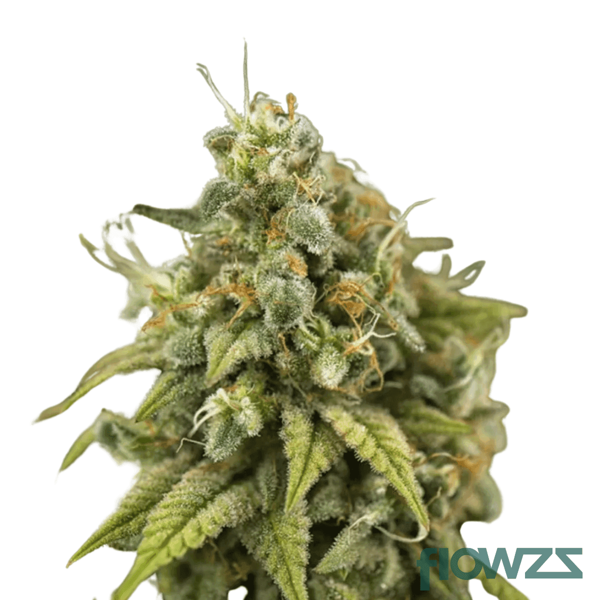 da-vinci-cake-cannabis-strain