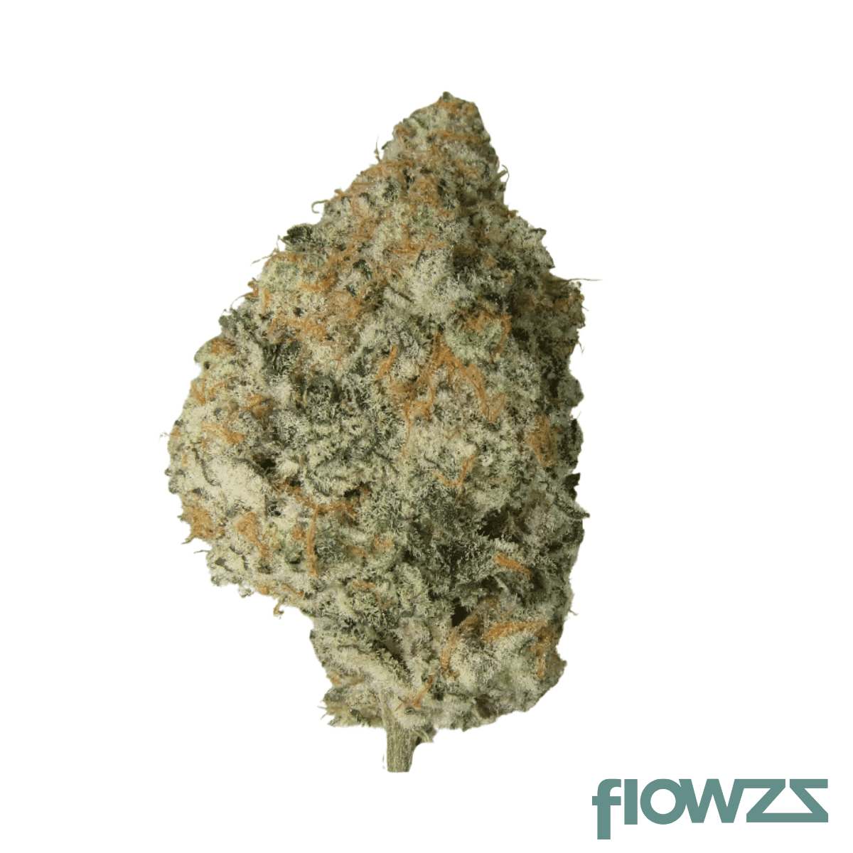 mgf-pop-up-no-1-red-bullz