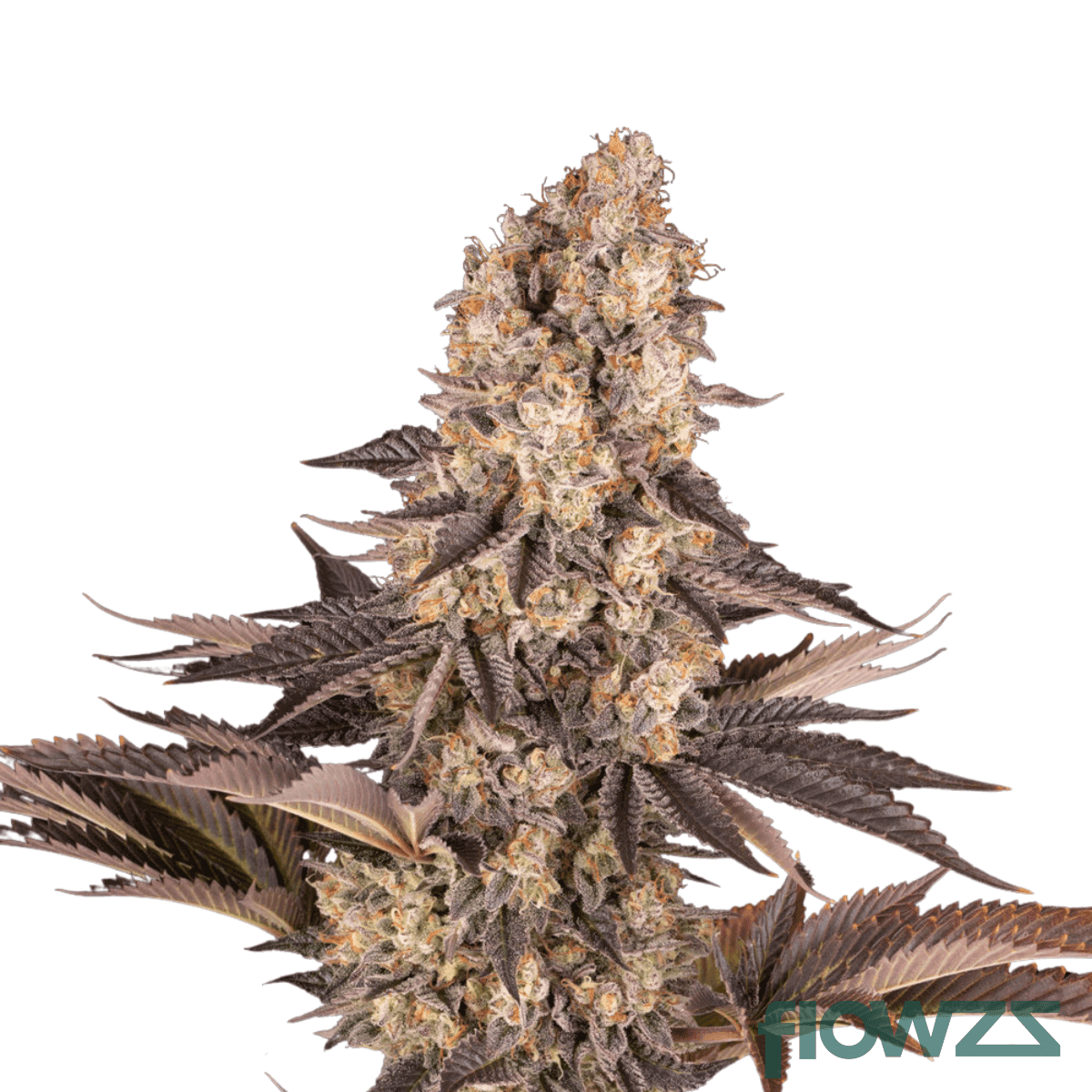 blackberry-gelato-cannabis-strain