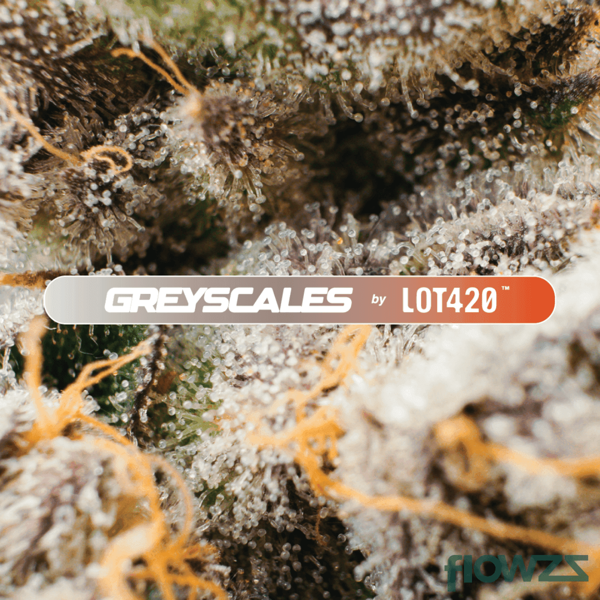 Greyscales AM 21/1 Animal Mints