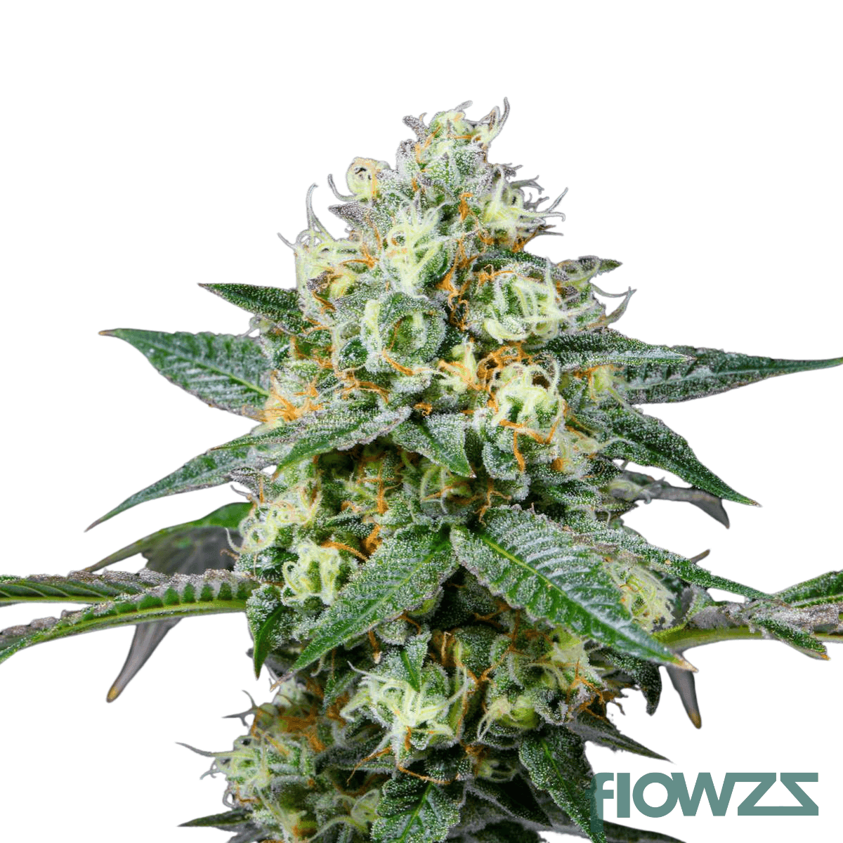 rainbow-chip-cannabis-strain