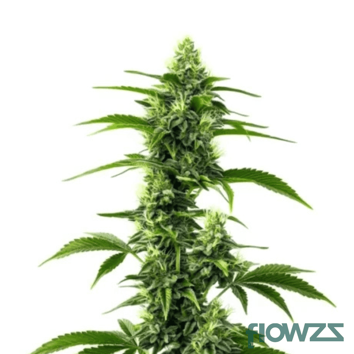 lavender-clouds-cannabis-strain