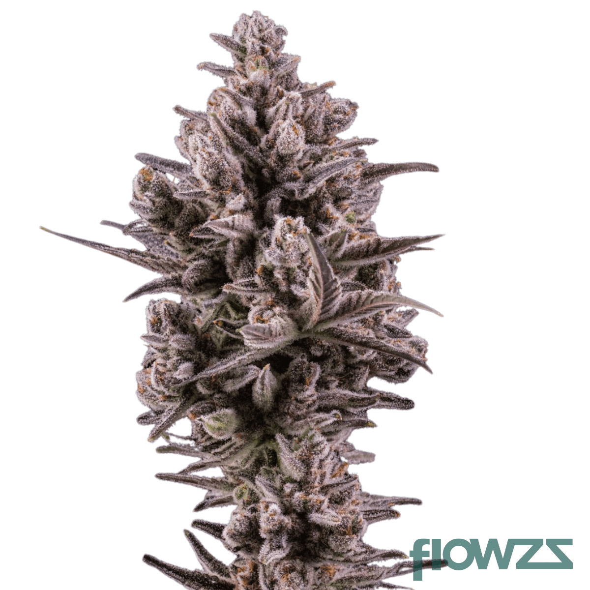 berlin-berries-cannabis-strain