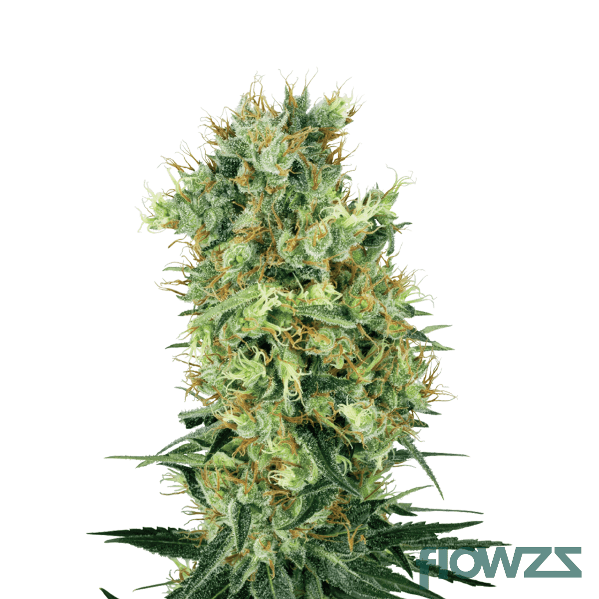 mystic-wonder-cannabis-strain