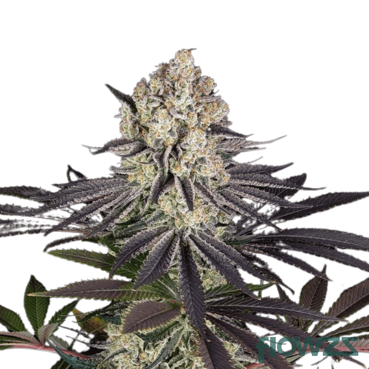 biscuit-rntz-cannabis-strain