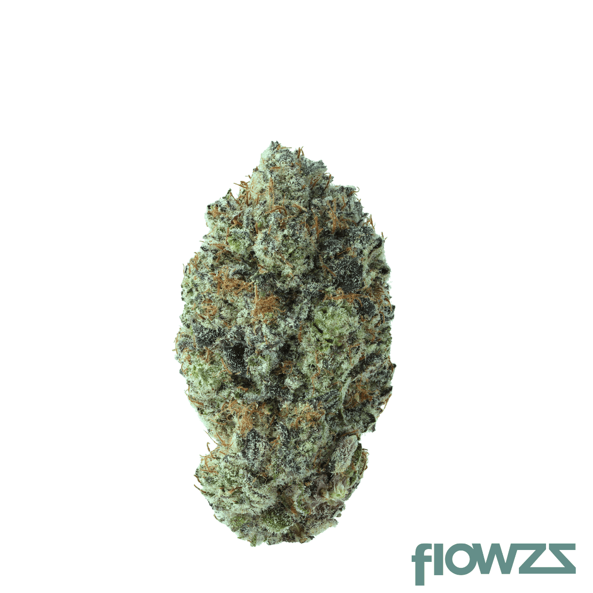 biscotti-jealousy-flower