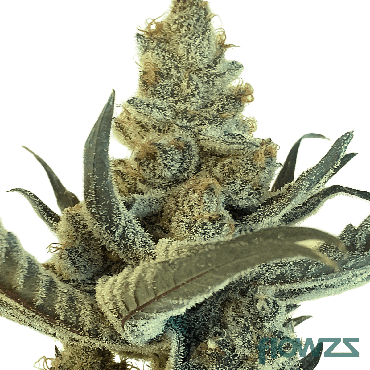 kali-banana-cannabis-strain