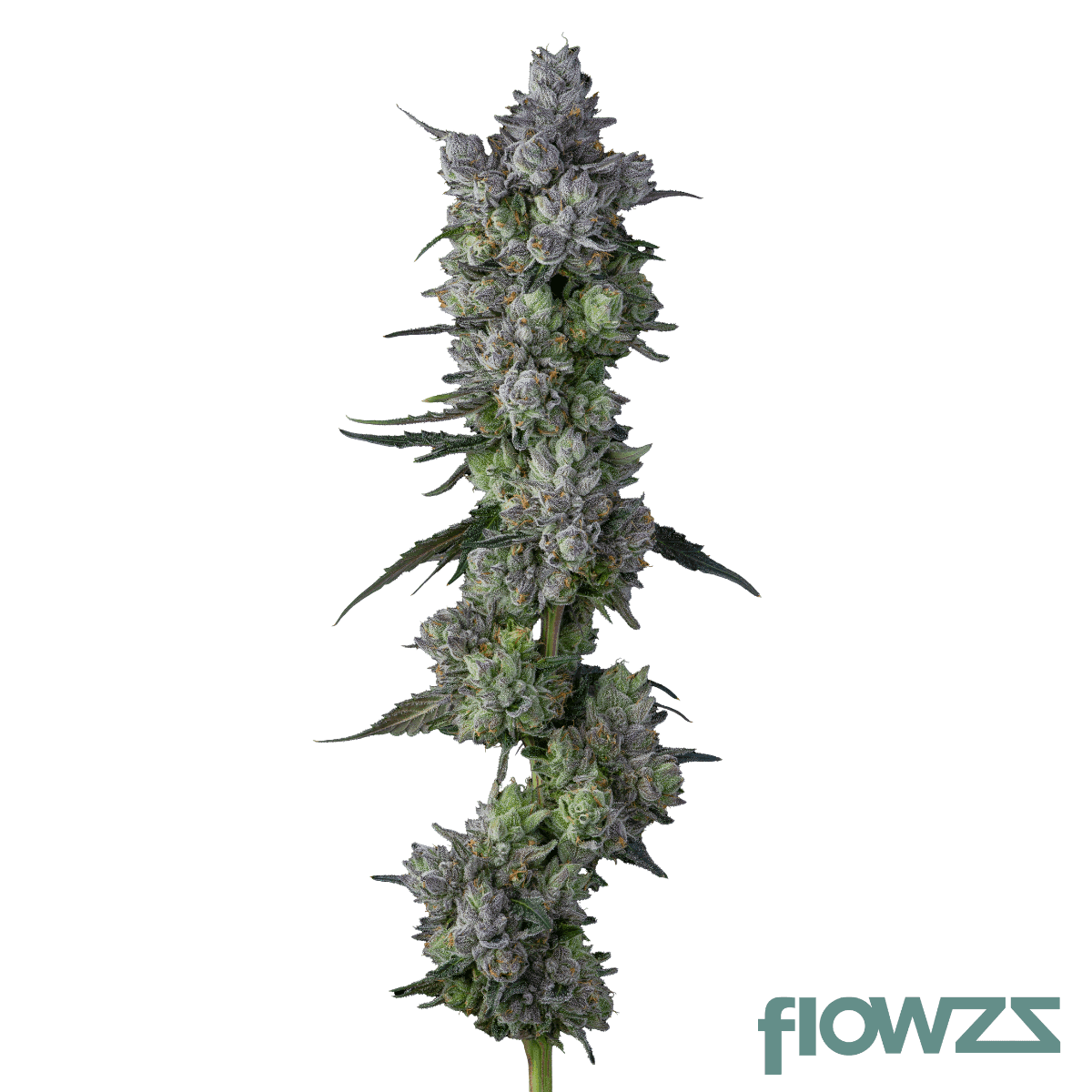 rose-gold-runtz-cannabis-strain