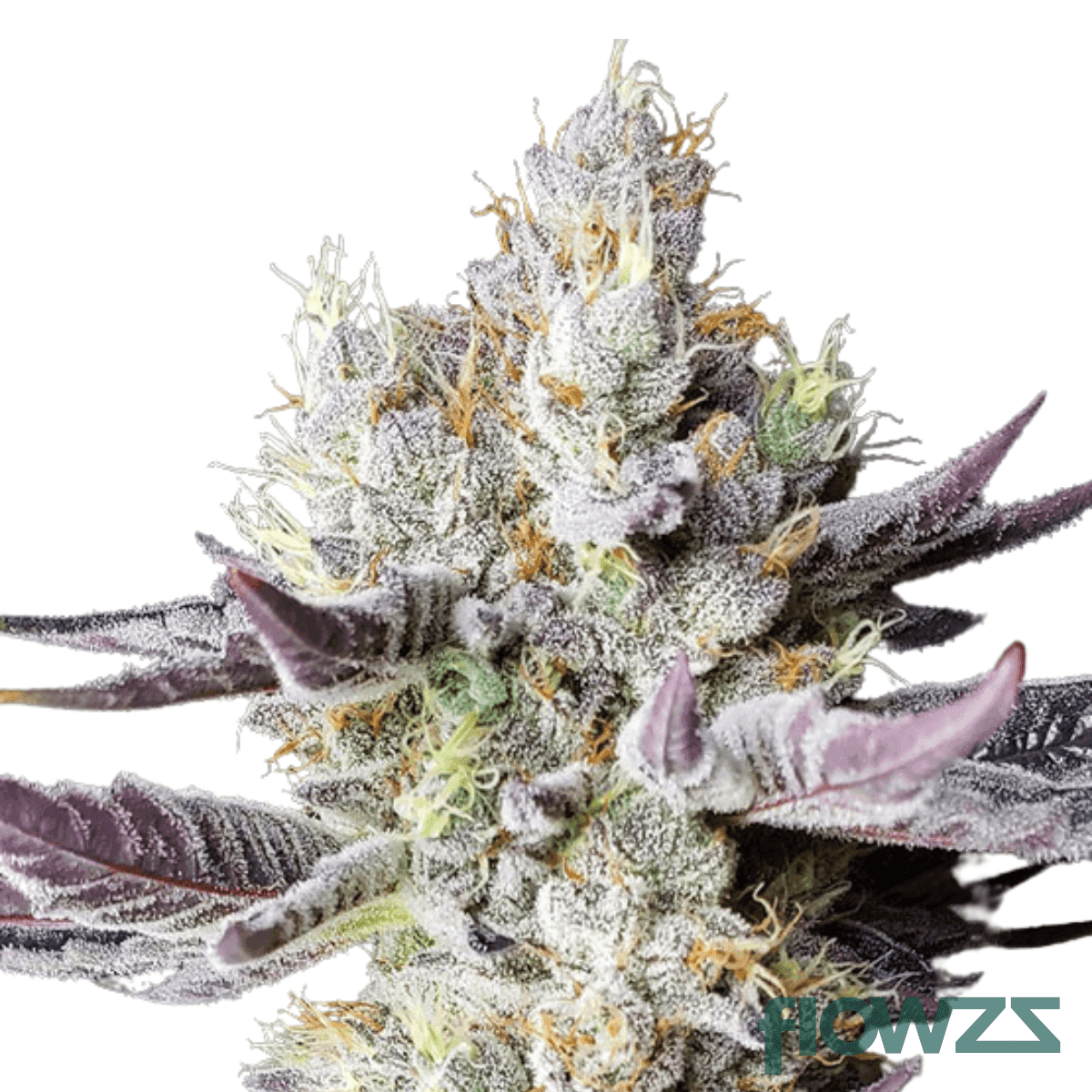 booberry-cookies-cannabis-strain