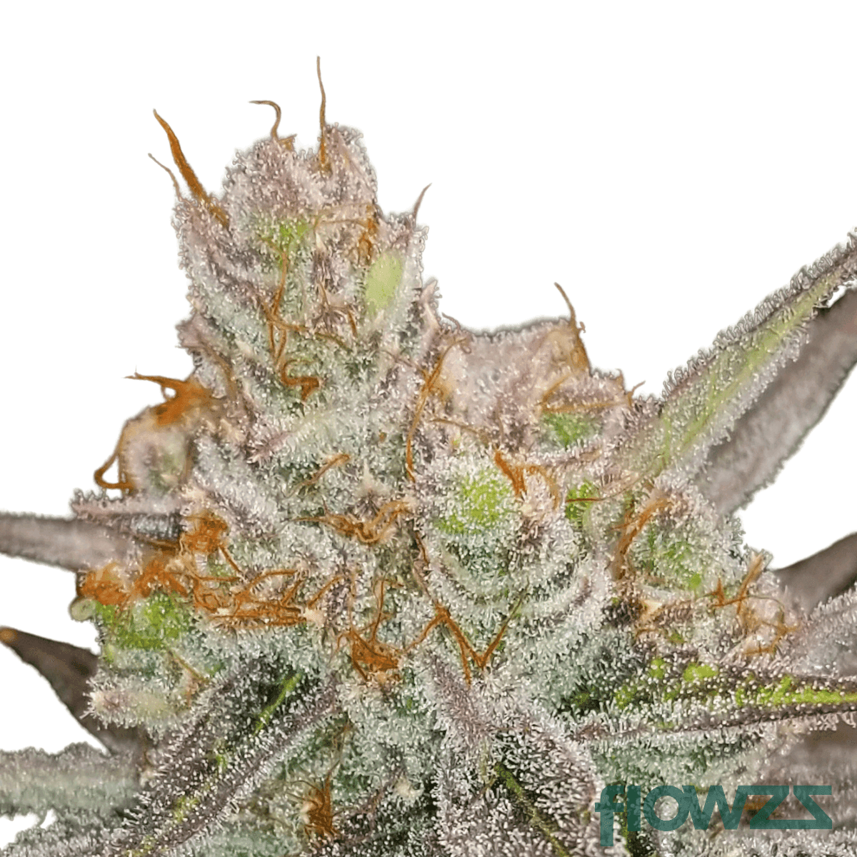 unicorn-cake-cannabis-strain