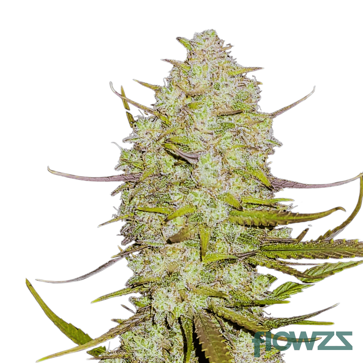 tropicana-haze-cannabis-strain