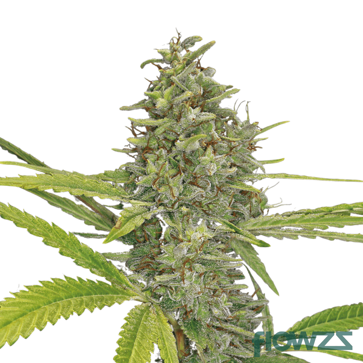 mega-breath-cannabis-strain