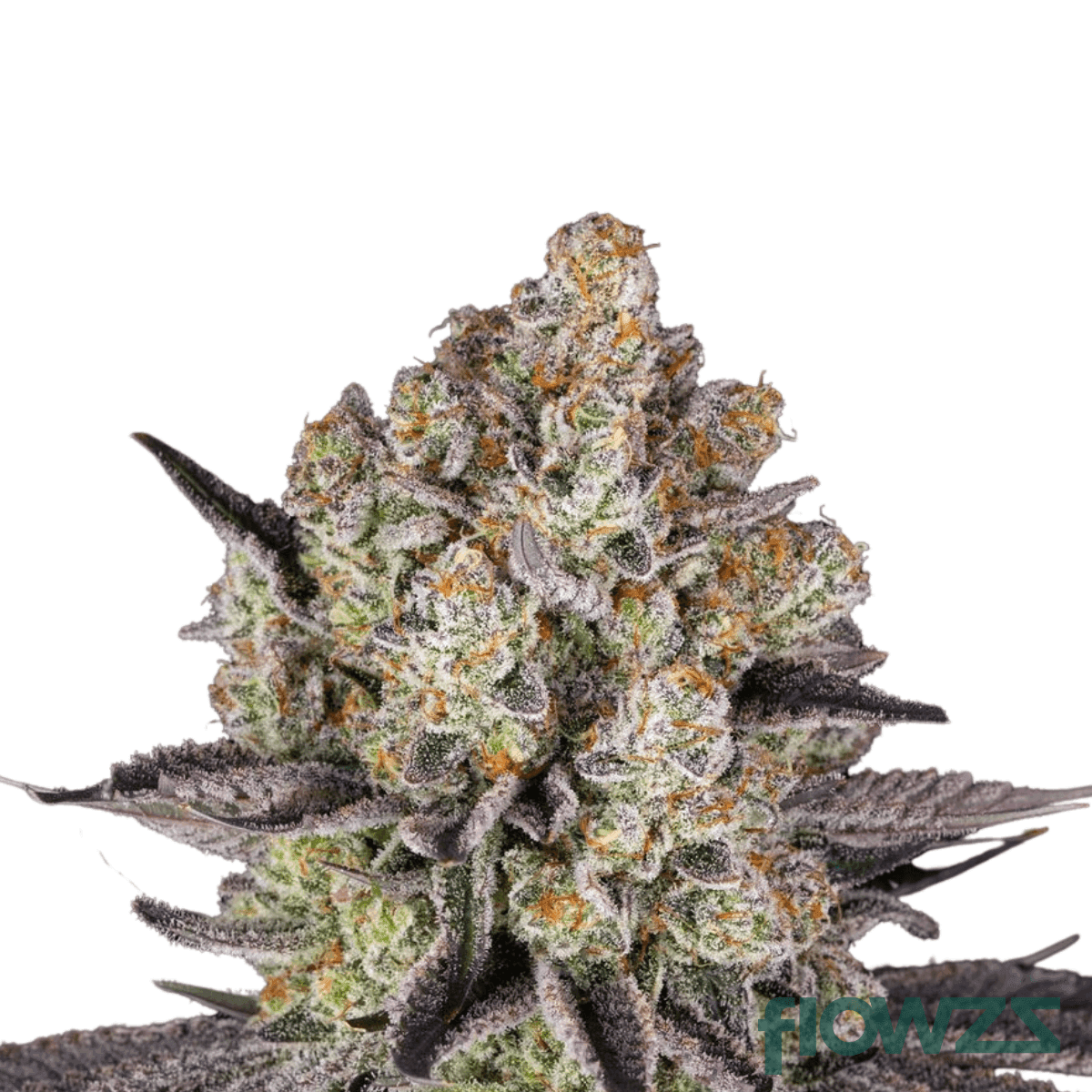 rntz-cannabis-strain