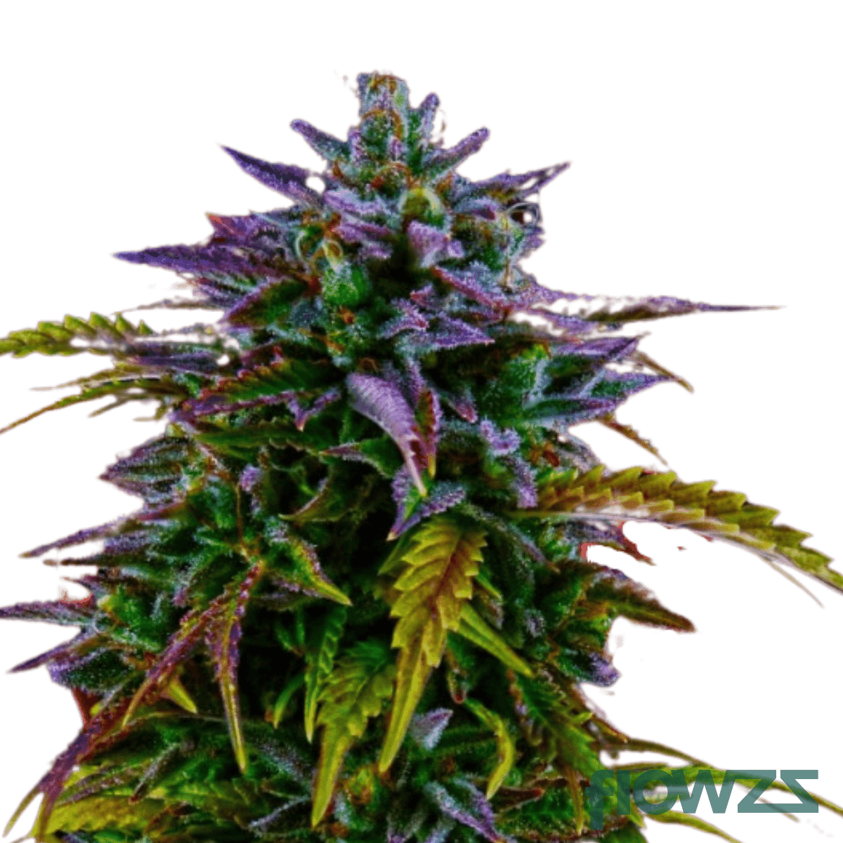 red-velvet-cake-cannabis-strain