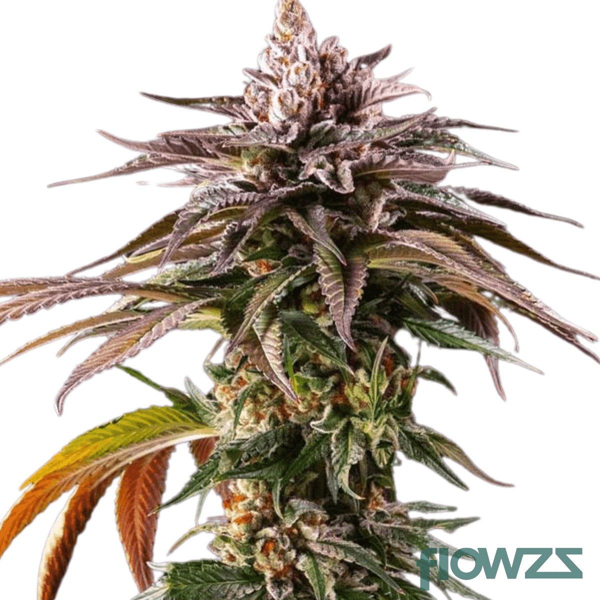 alien-kush-mintz-cannabis-strain