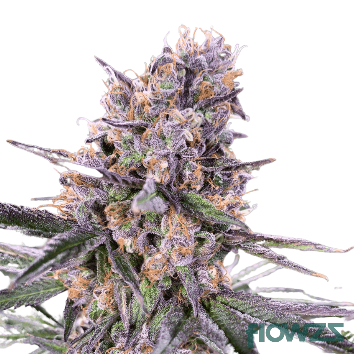 zkittlez-runtz-cannabis-strain