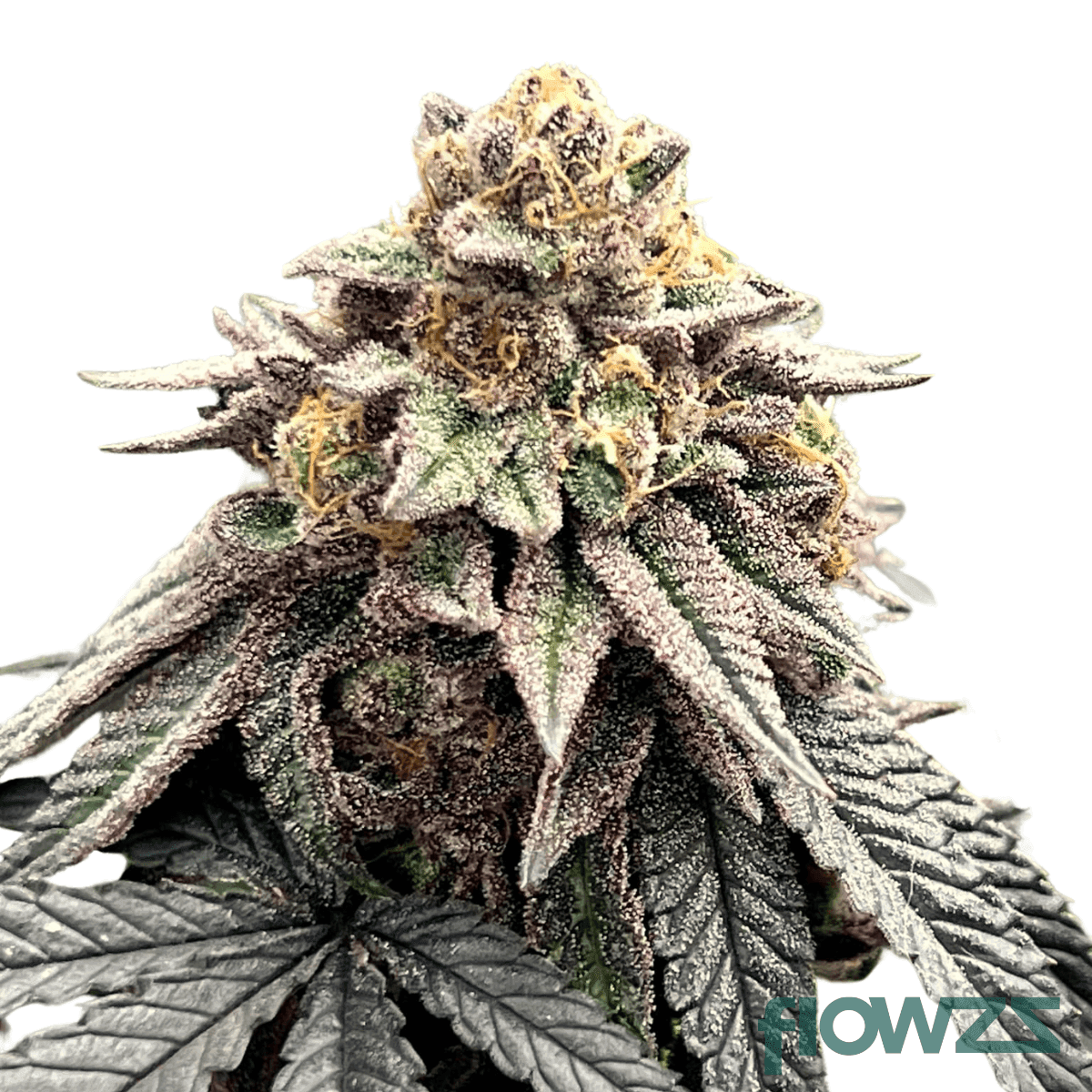 gogurtz-cannabis-strain