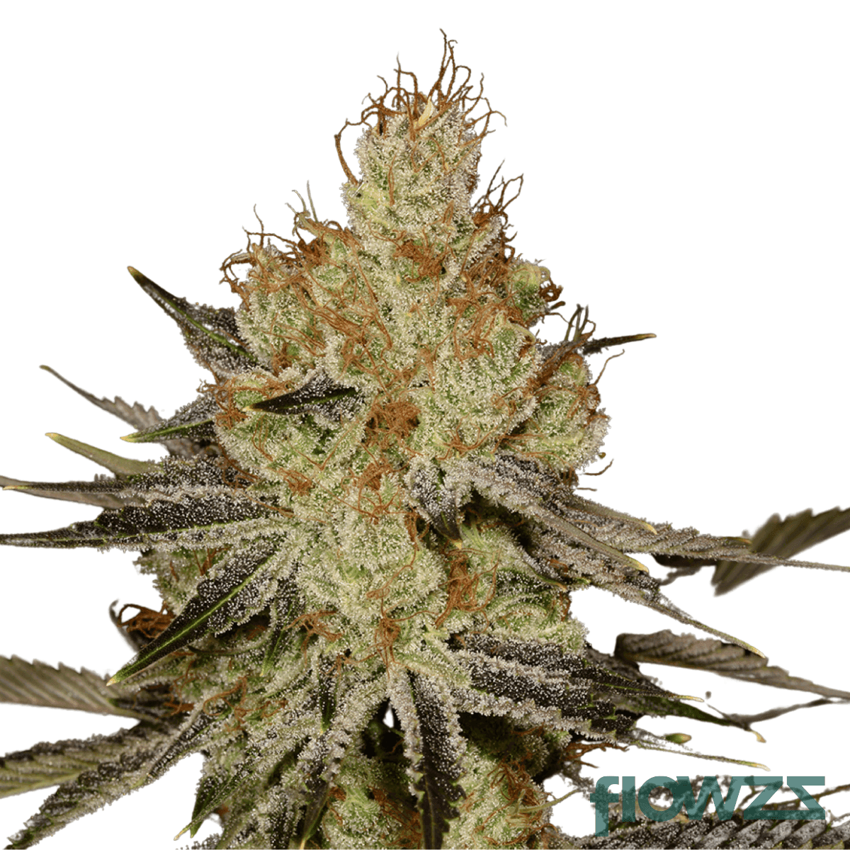 orange-z-cannabis-strain