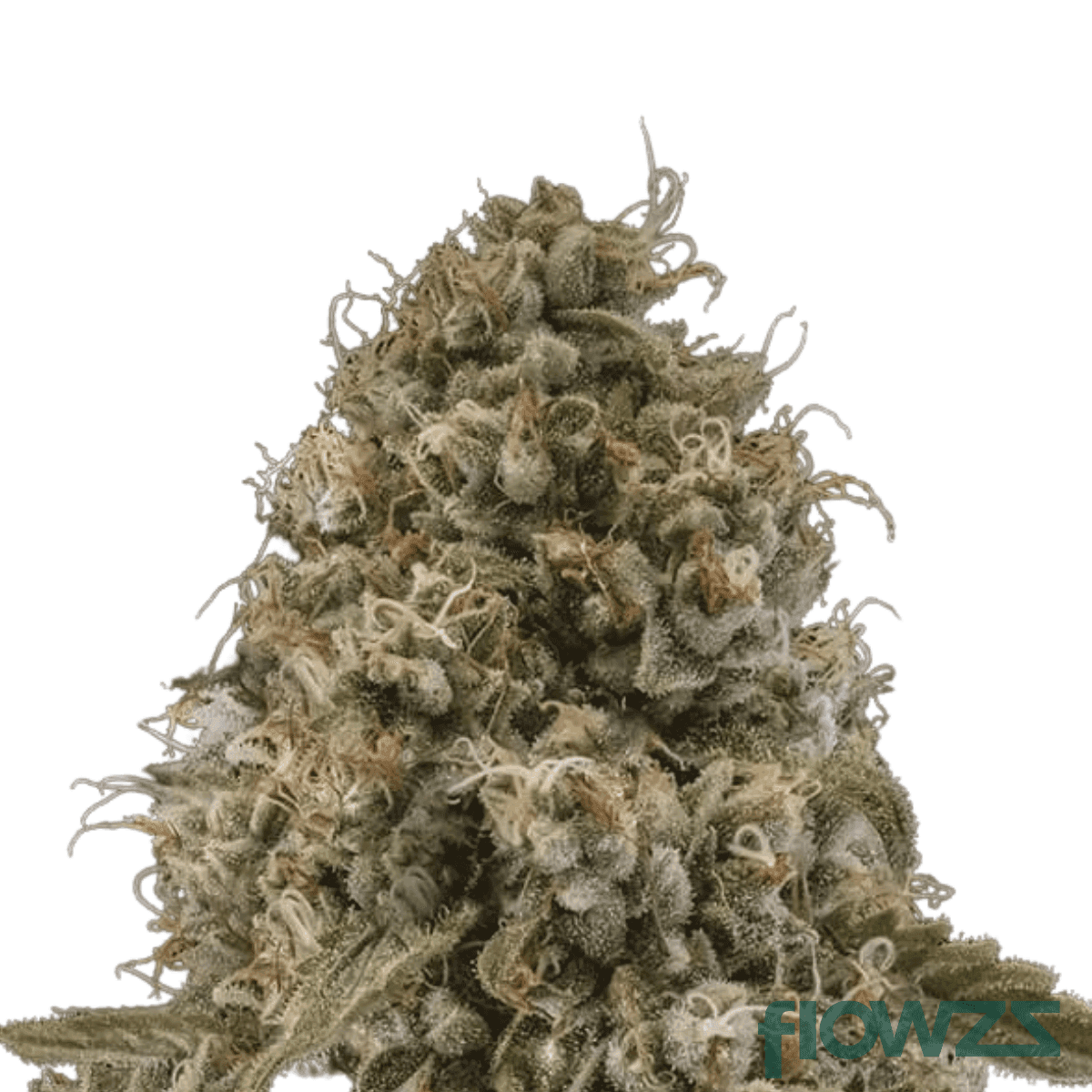 g-modo-cannabis-strain