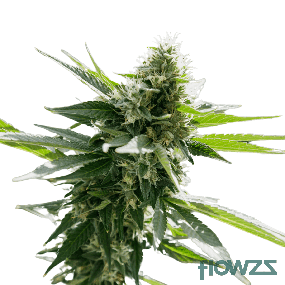 pink-kush-mints-cannabis-strain