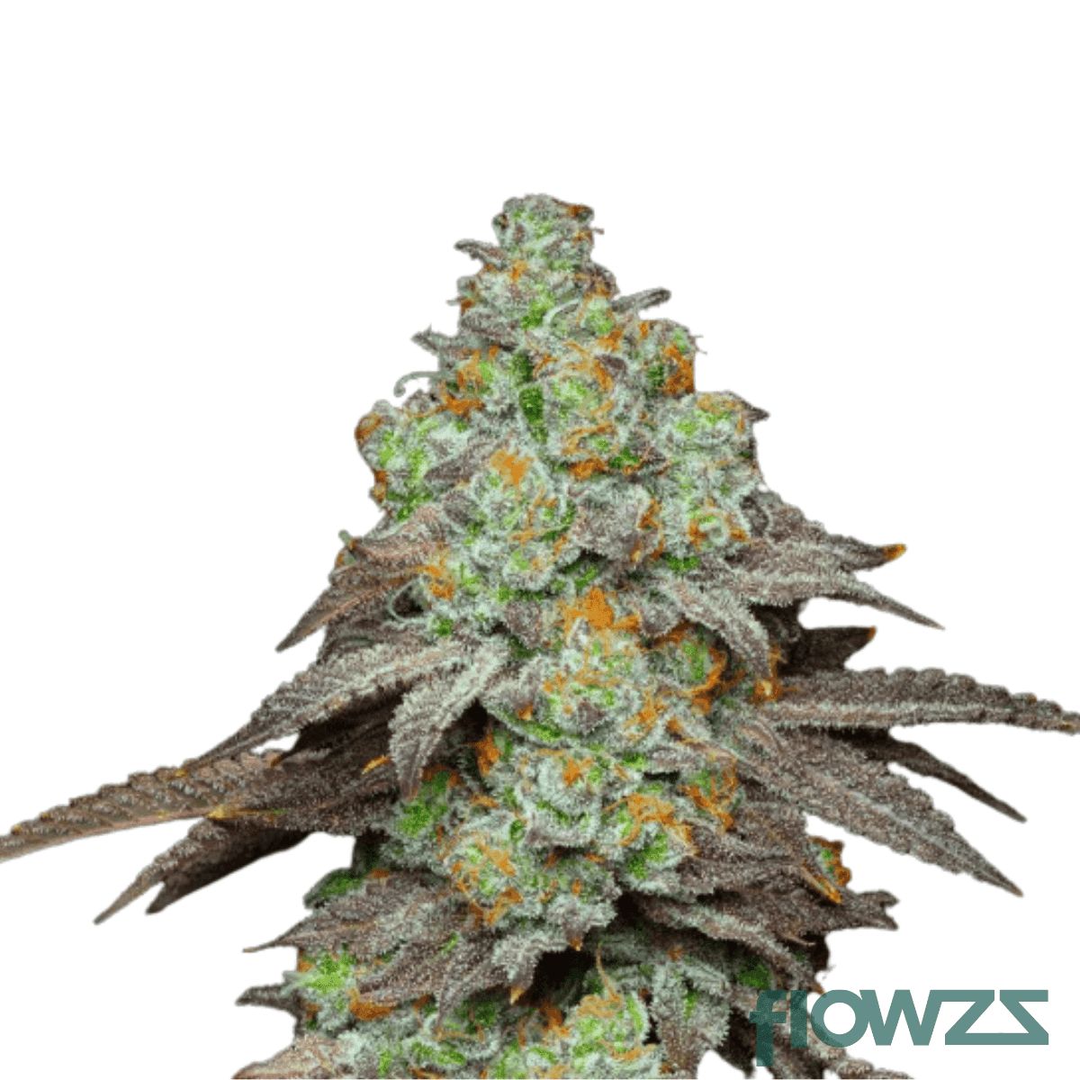 biscotti-jealousy-strain