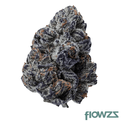 20-1-iuvo-oc-killer-cup