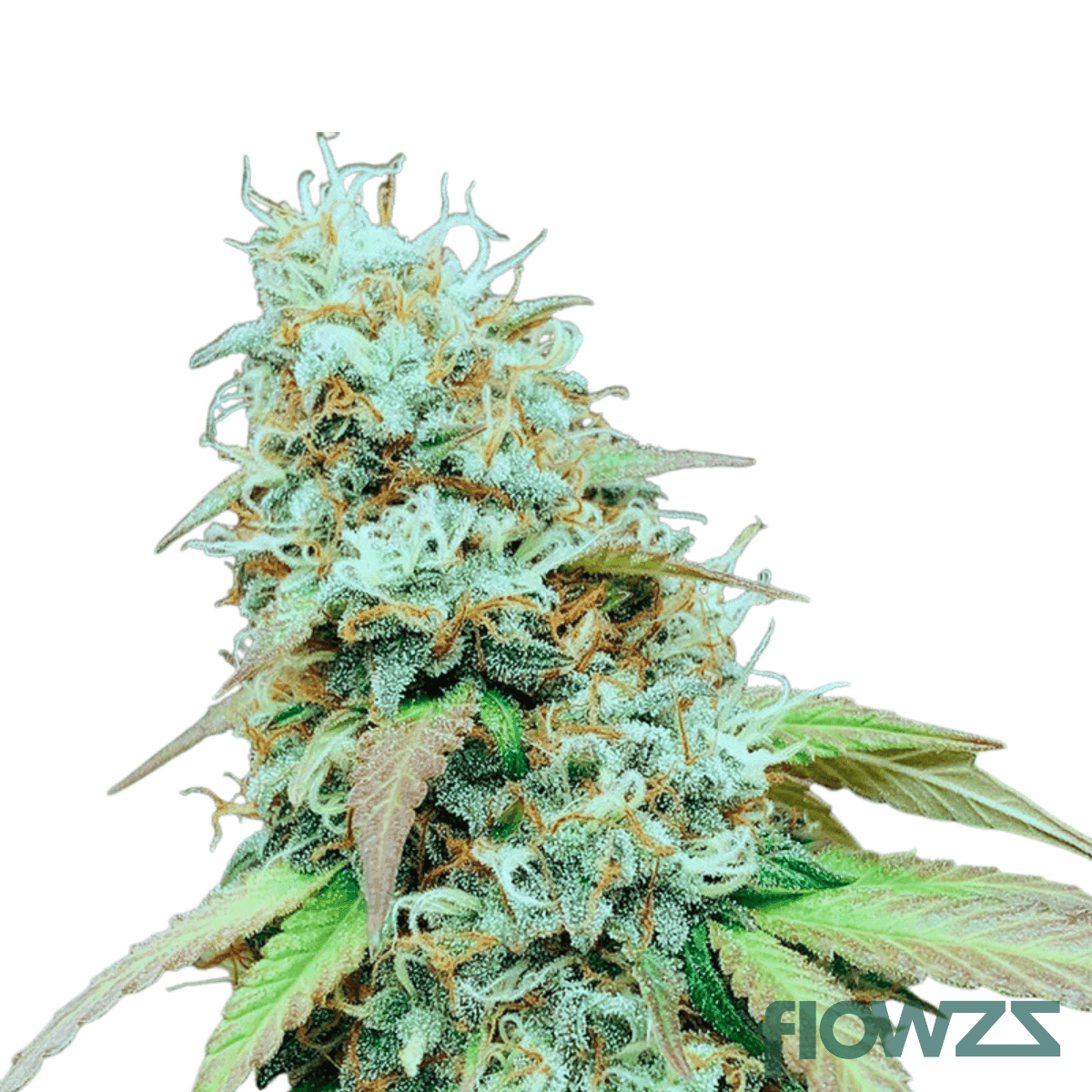 meringue-64-cannabis-strain